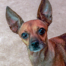 Bella, a Adoptable mixed breed in Phoenix, AZ image 3/12