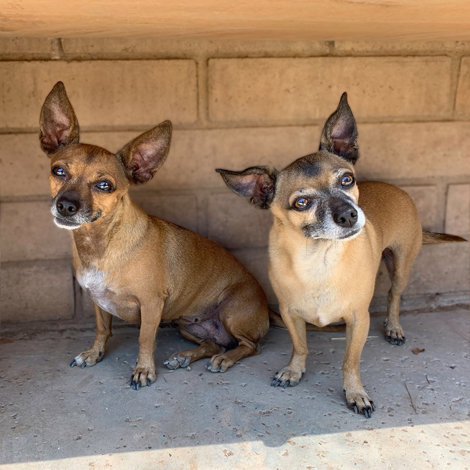 Bella, a Adoptable mixed breed in Phoenix, AZ image 5/12