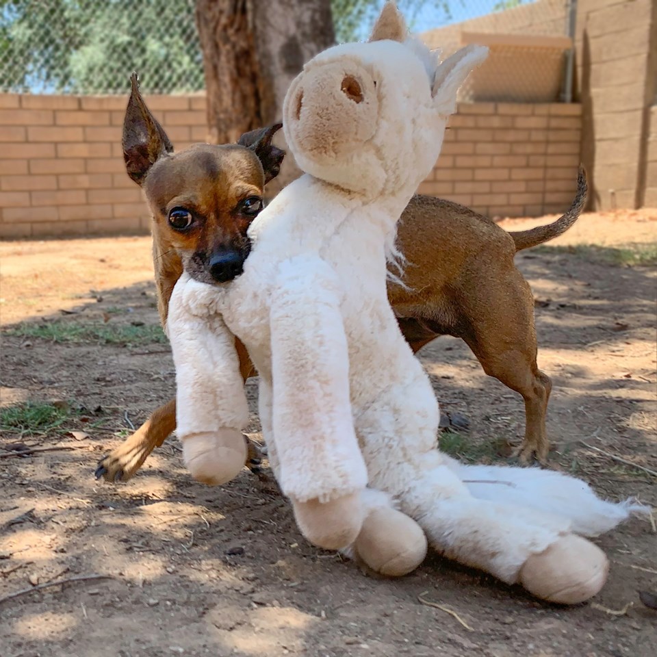 Bella, a Adoptable mixed breed in Phoenix, AZ image 6/12