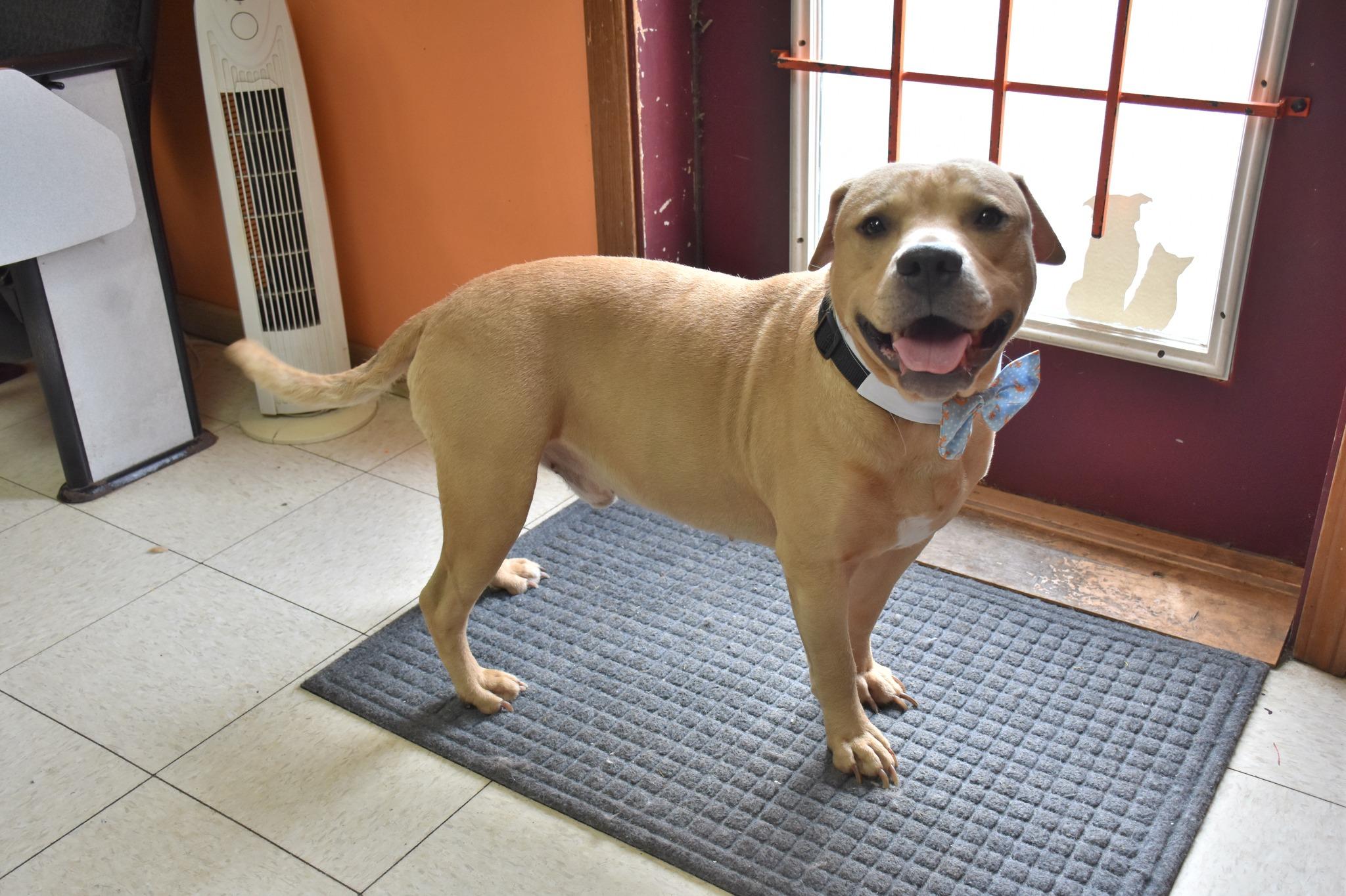 HopScotch, adopted, Adult Male Labrador Retriever & Pit Bull Terrier.