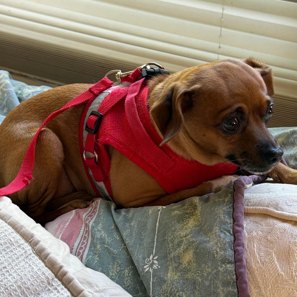 Juno, a Adoptable Chihuahua in Corvallis, OR image 2/6