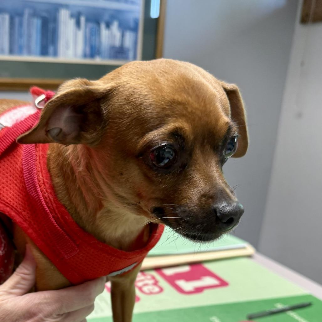Juno, a Adoptable Chihuahua in Corvallis, OR image 4/6