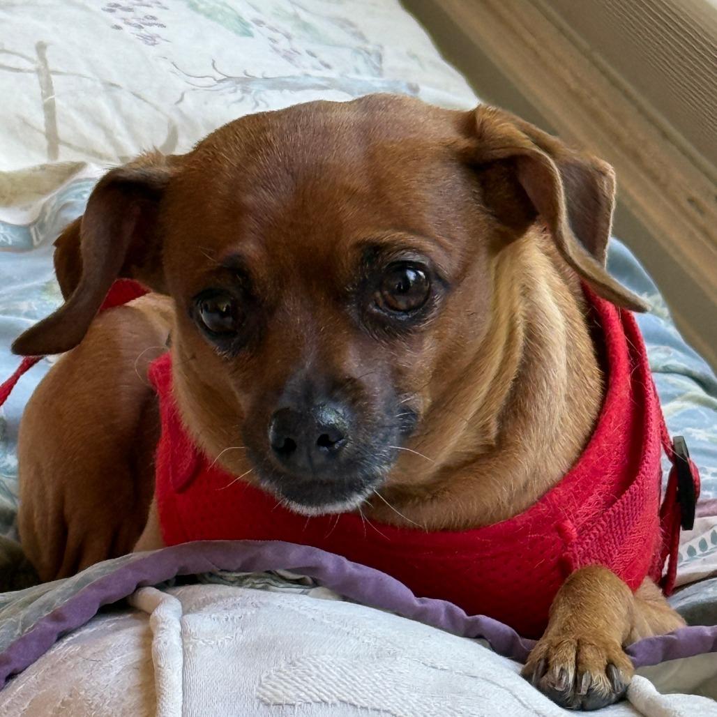 Juno, a Adoptable Chihuahua in Corvallis, OR image 5/6