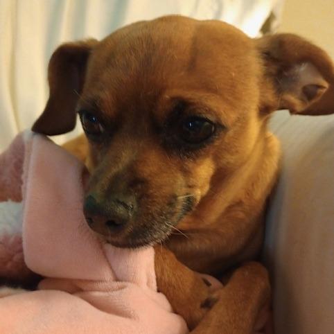 Juno, a Adoptable Chihuahua in Corvallis, OR image 6/6