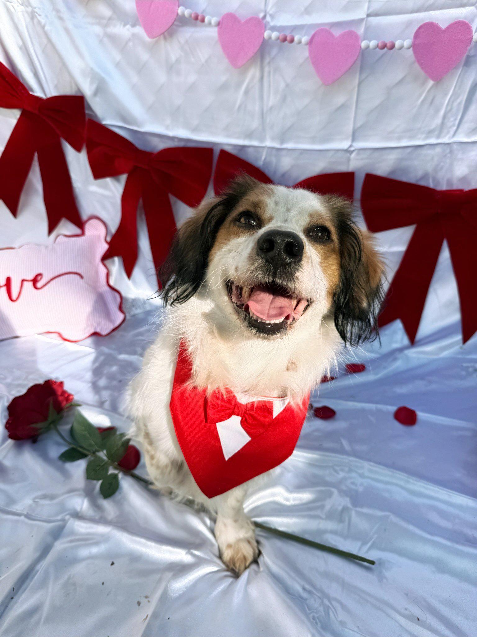 Enlarge Nigel, a Adoptable Cocker Spaniel in santa monica, CA image 4/6