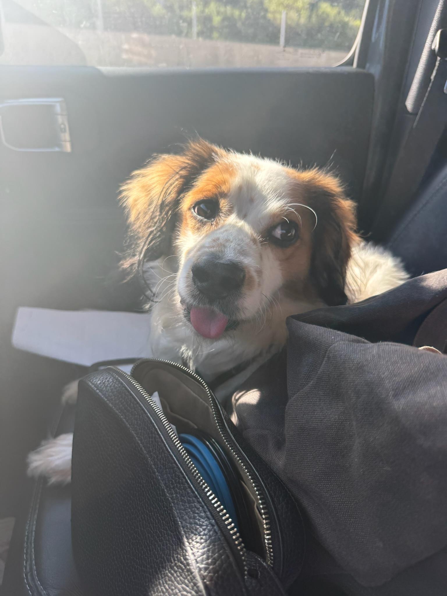 Enlarge Nigel, a Adoptable Cocker Spaniel in santa monica, CA image 6/6