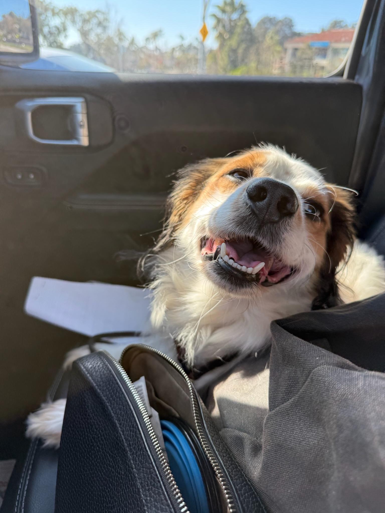 Nigel, Adoptable, Young Male Cocker Spaniel.