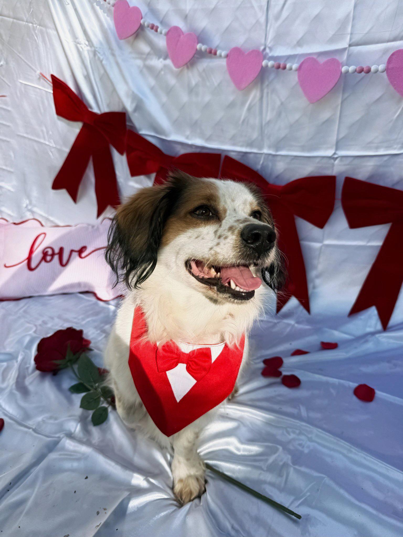 Enlarge Nigel, a Adoptable Cocker Spaniel in santa monica, CA image 3/6