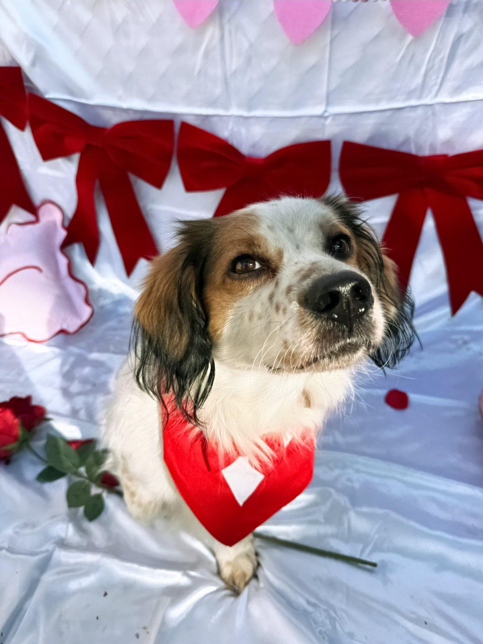Enlarge Nigel, a Adoptable Cocker Spaniel in santa monica, CA image 2/6
