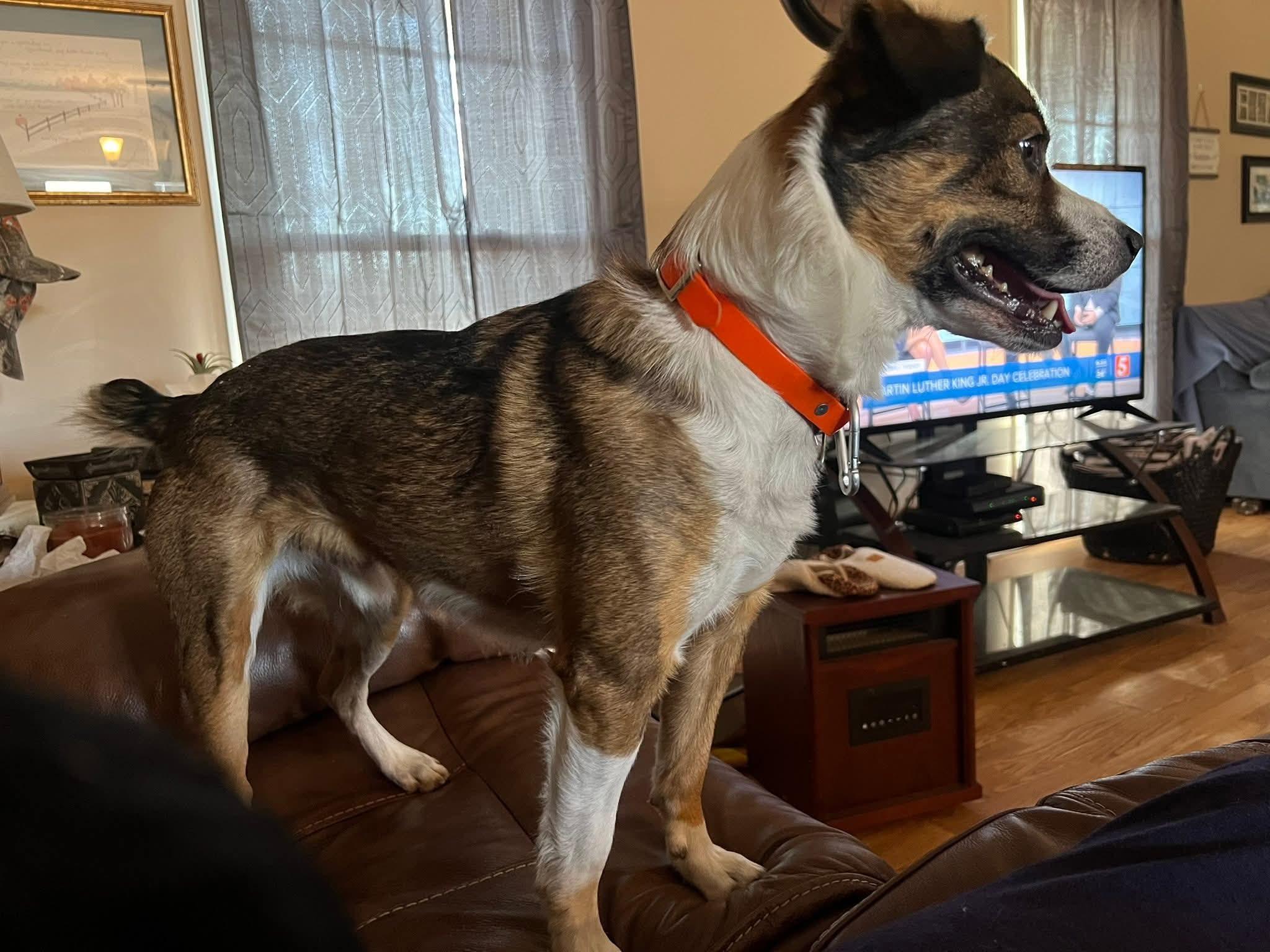 Peanut, ADOPTABLE, Adult Male Corgi & Australian Cattle Dog / Blue Heeler.