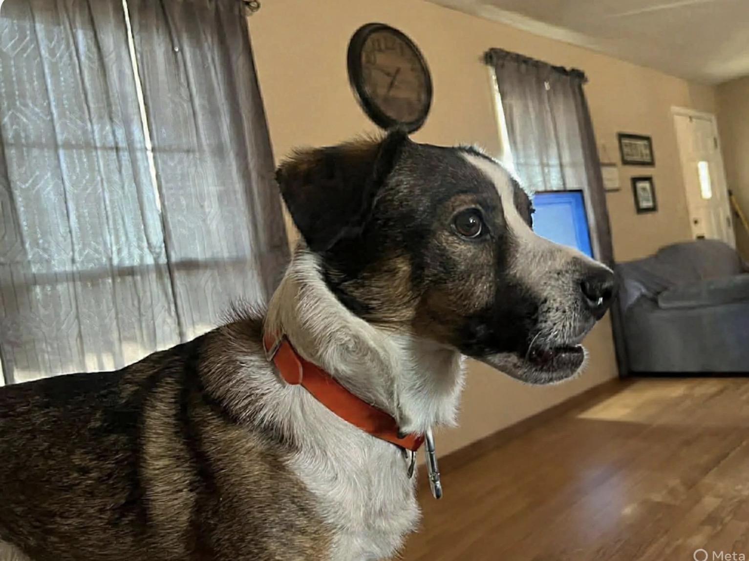 Enlarge Peanut, a ADOPTABLE mixed breed in Westwood, NJ image 3/3