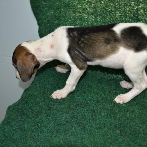 Enlarge Chaffles, a Adoptable mixed breed in Jackson, LA image 1/3
