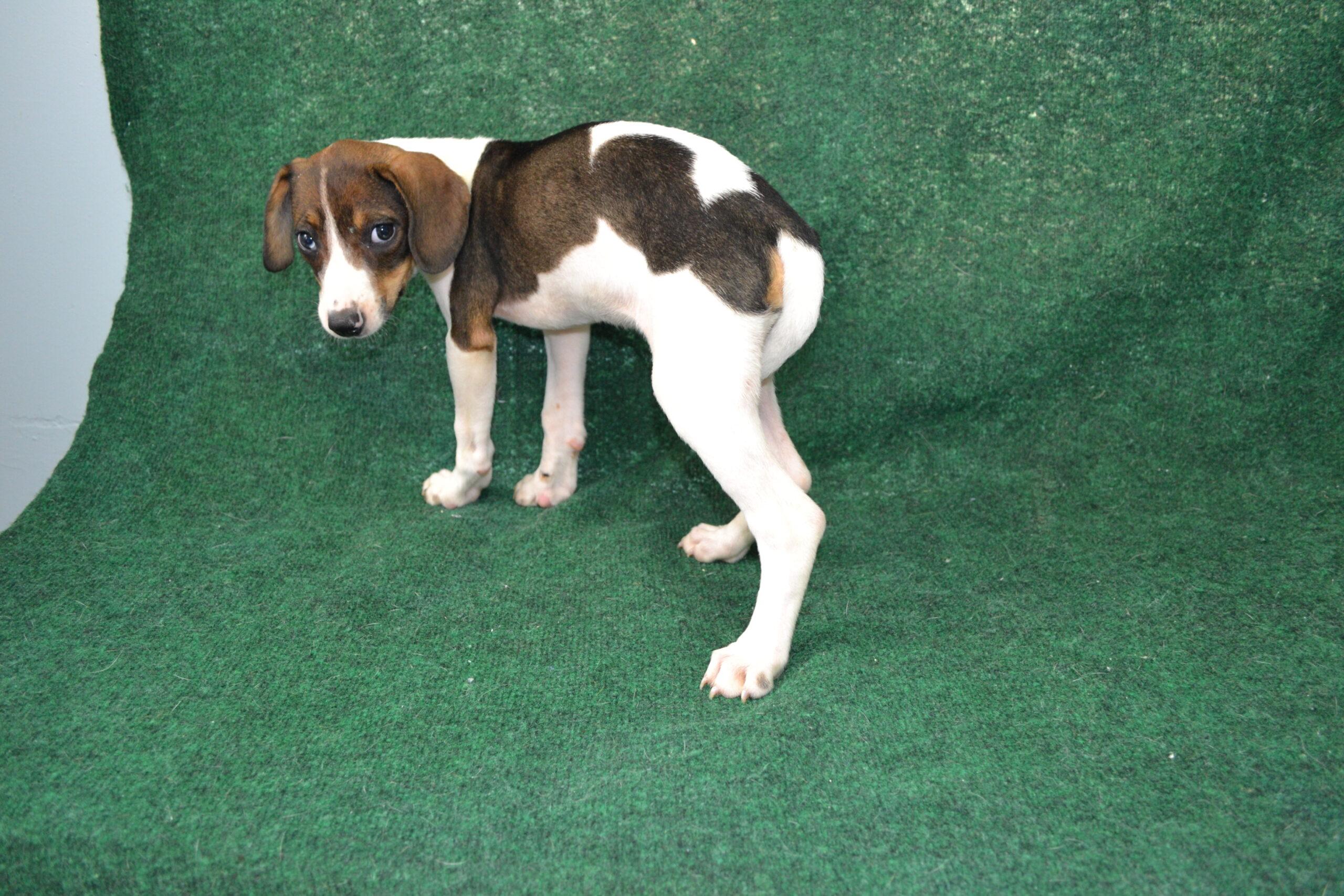 Enlarge Chaffles, a Adoptable mixed breed in Jackson, LA image 2/3
