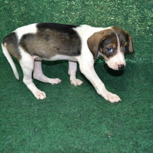 Enlarge Chaffles, a Adoptable mixed breed in Jackson, LA image 3/3