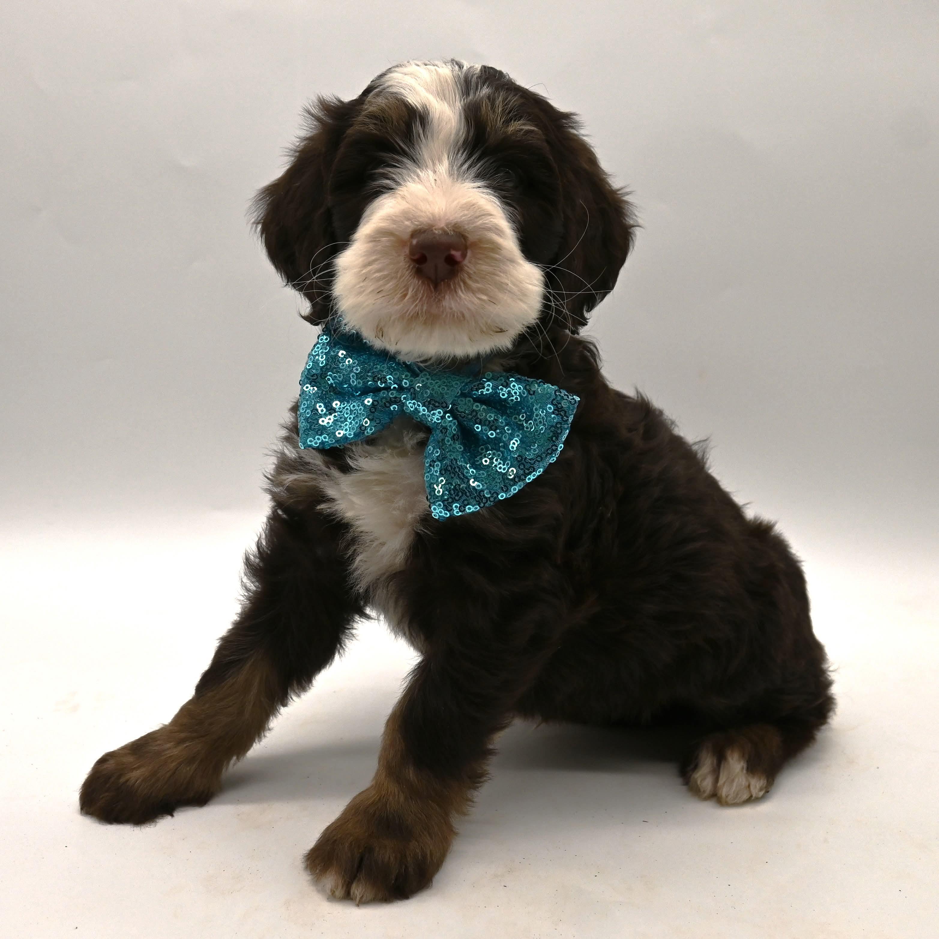 Dune, a ADOPTABLE Bernadoodle in Farmington, CT image 2/6