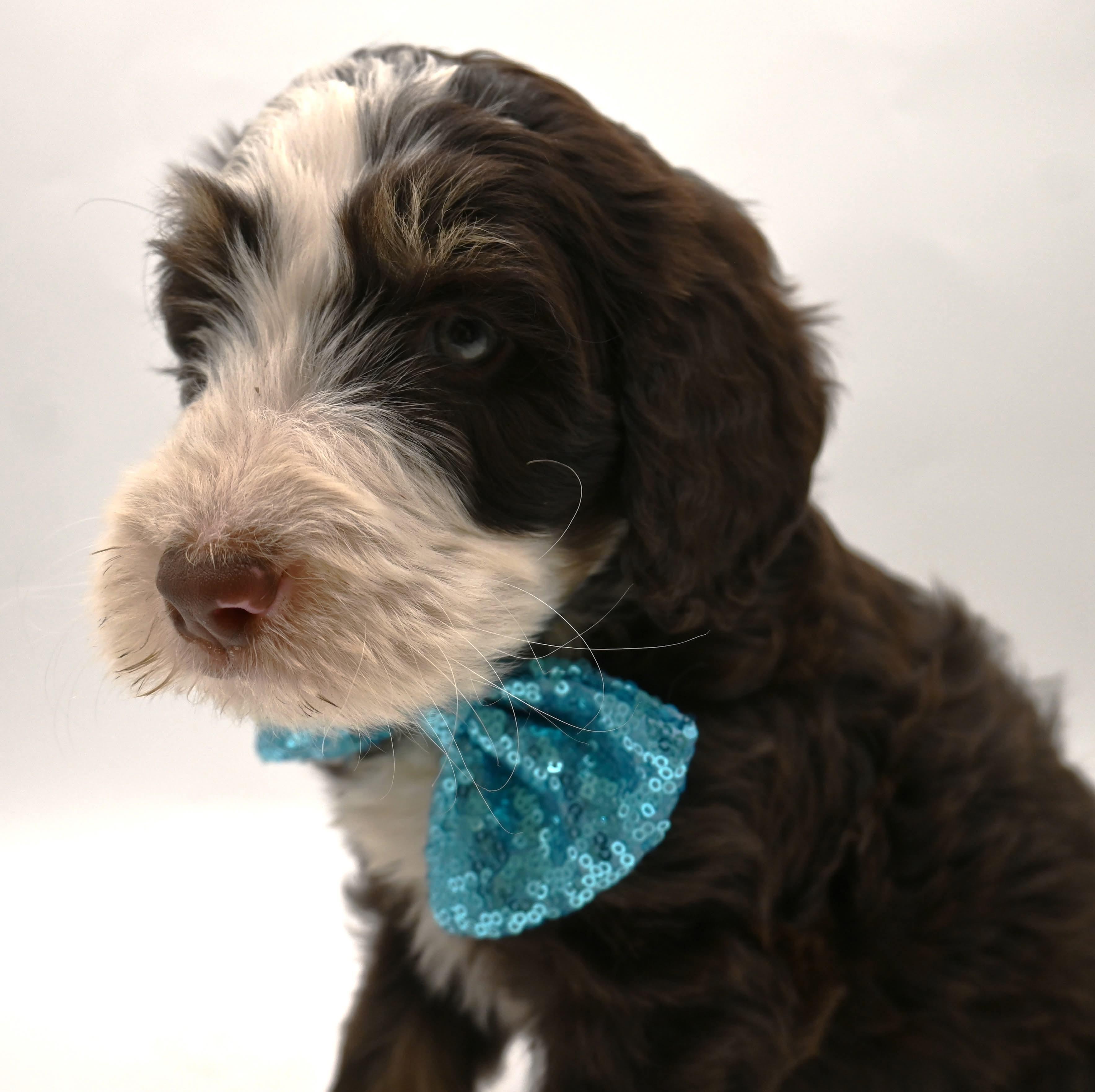 Dune, a ADOPTABLE Bernadoodle in Farmington, CT image 4/6