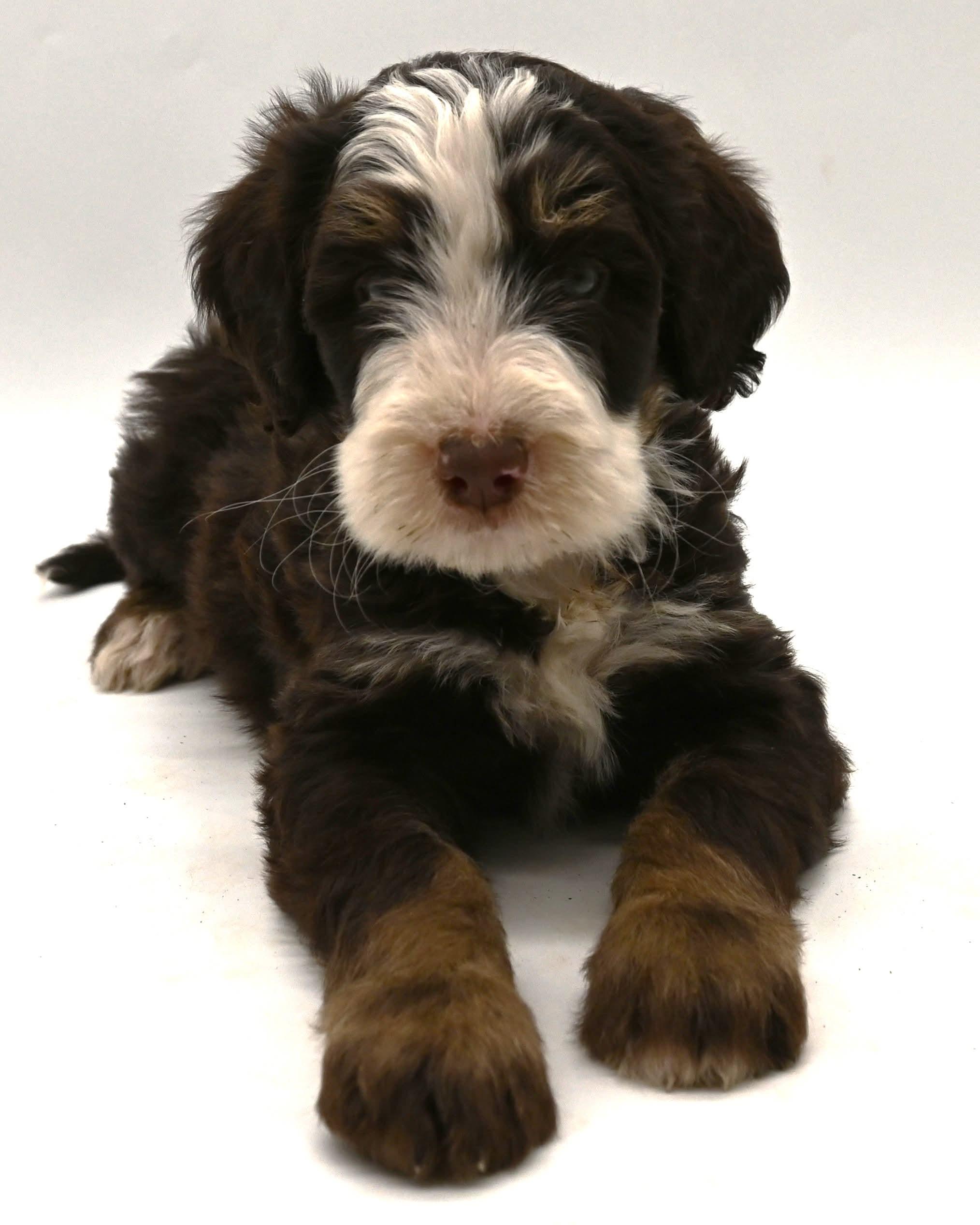 Dune, a ADOPTABLE Bernadoodle in Farmington, CT image 3/6