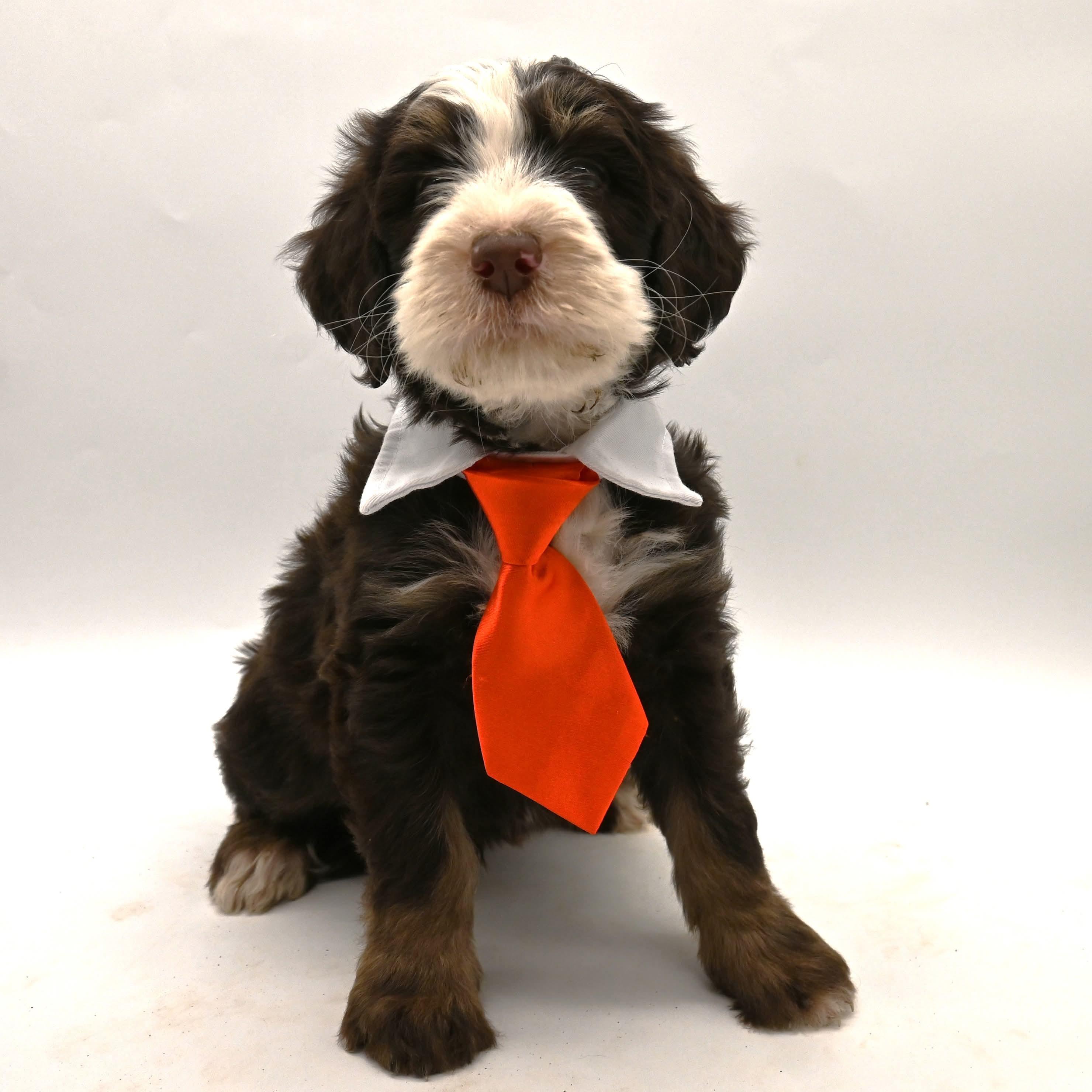 Dune, a ADOPTABLE Bernadoodle in Farmington, CT image 1/6