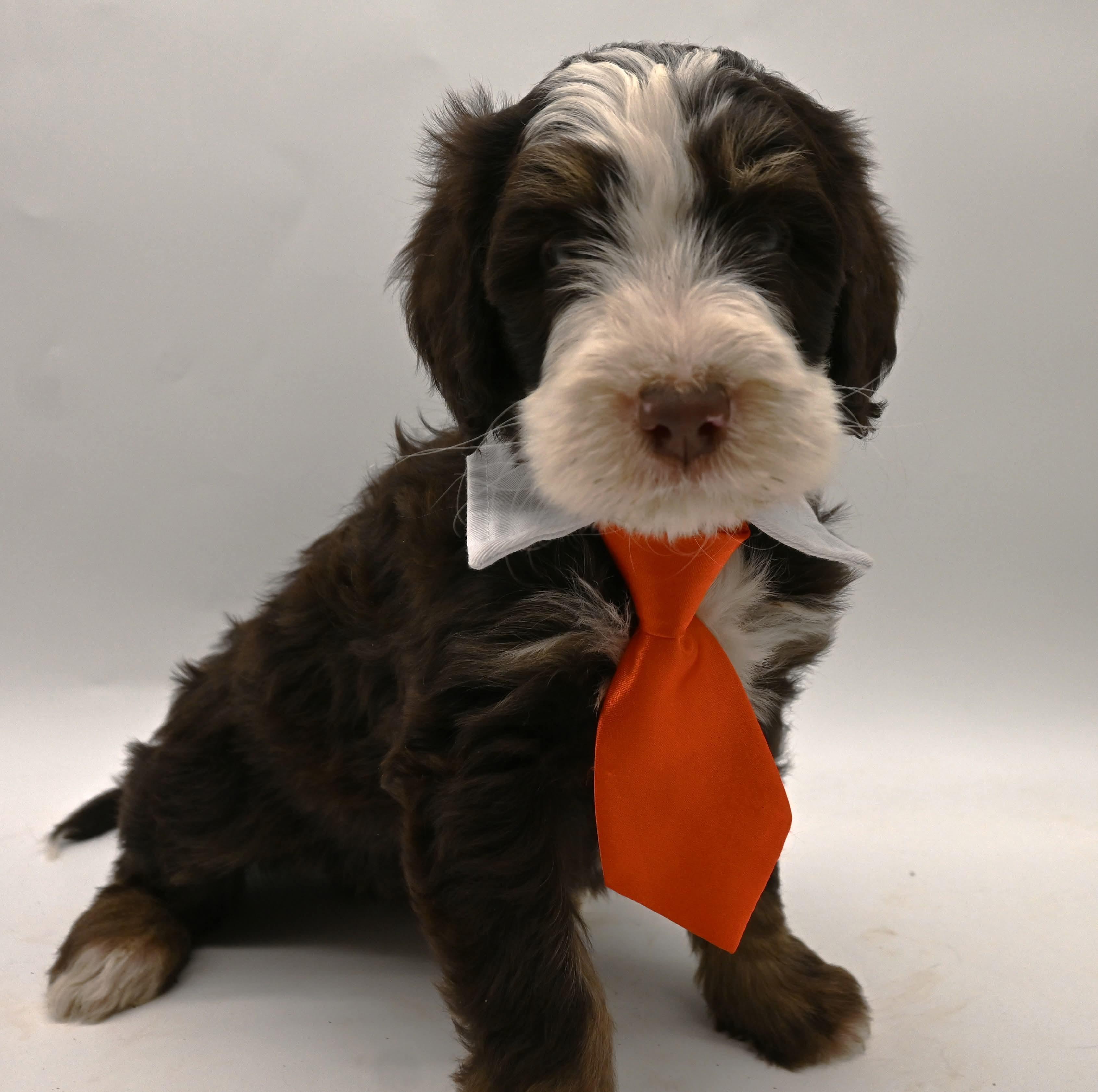 Dune, a ADOPTABLE Bernadoodle in Farmington, CT image 5/6