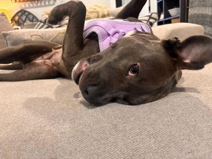 Enlarge Etta, a Adoptable mixed breed in Gray, LA image 1/3