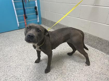 Enlarge Etta, a Adoptable mixed breed in Gray, LA image 2/2