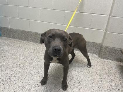 Enlarge Etta, a Adoptable mixed breed in Gray, LA image 3/3