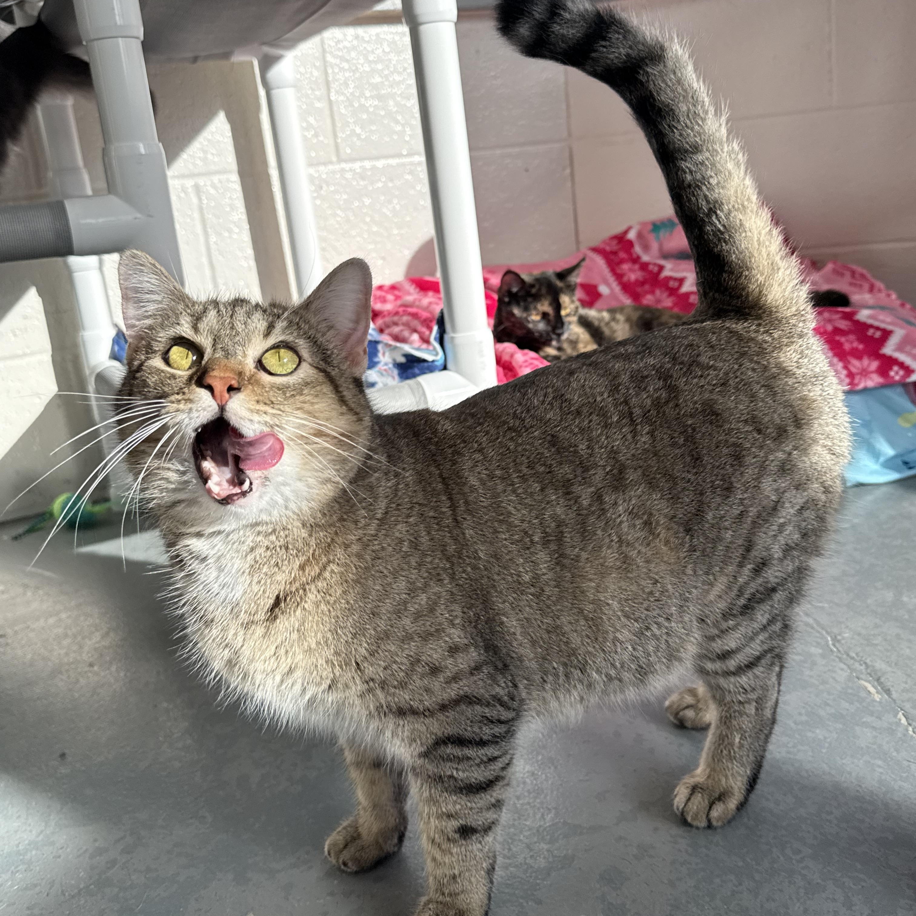 Enlarge Eleanor, a Adoptable mixed breed in Latrobe, PA image 6/6