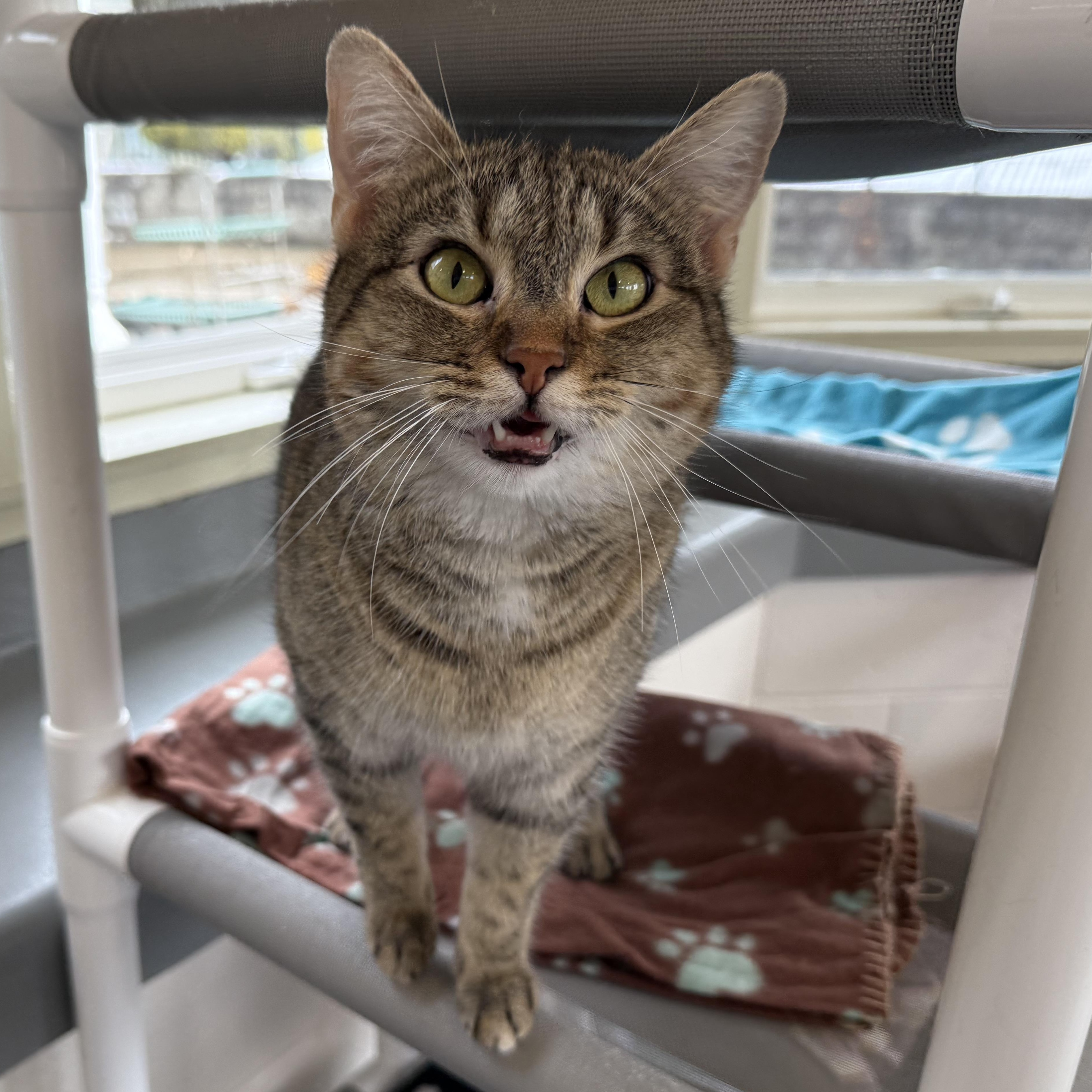 Enlarge Eleanor, a Adoptable mixed breed in Latrobe, PA image 4/6