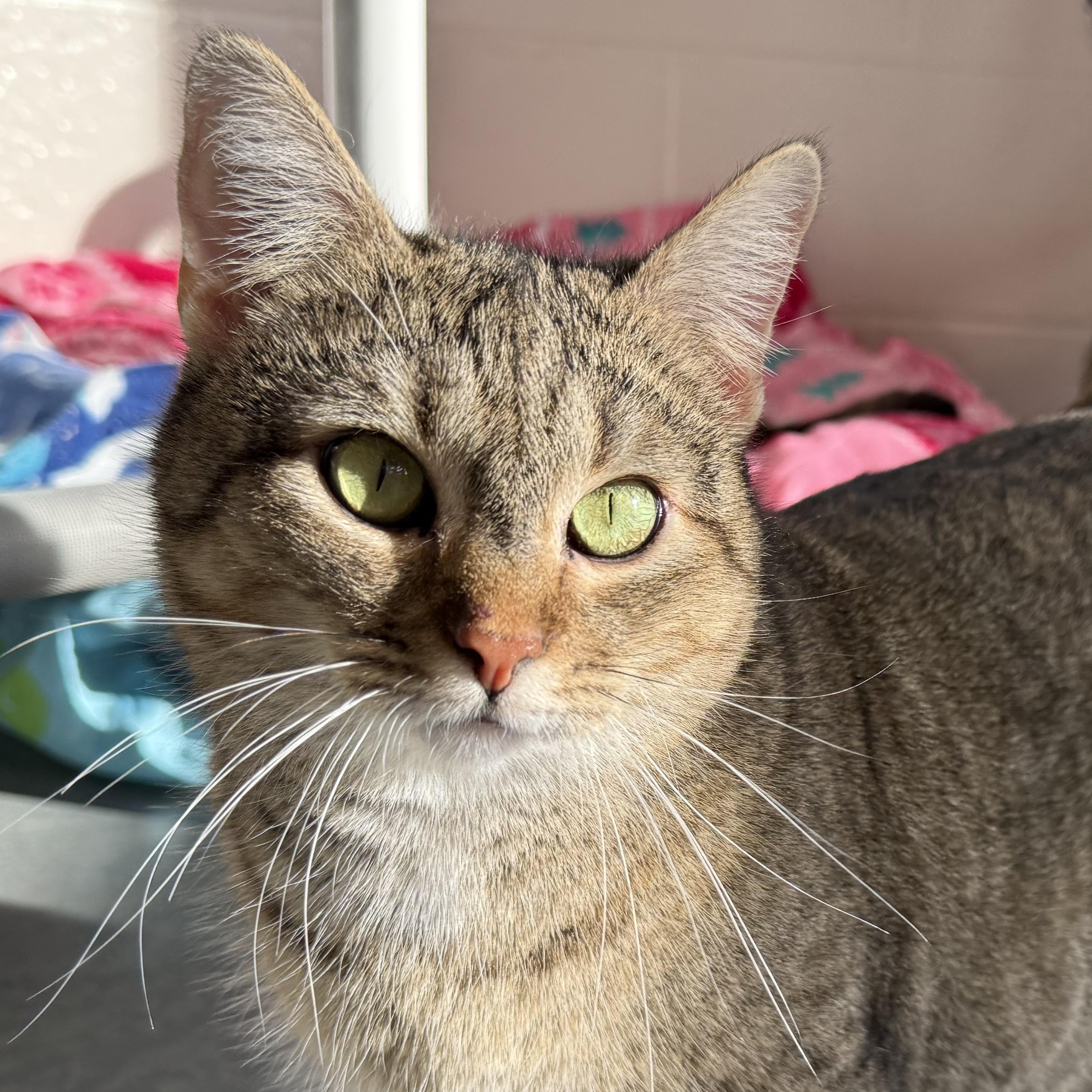 Enlarge Eleanor, a Adoptable mixed breed in Latrobe, PA image 1/6