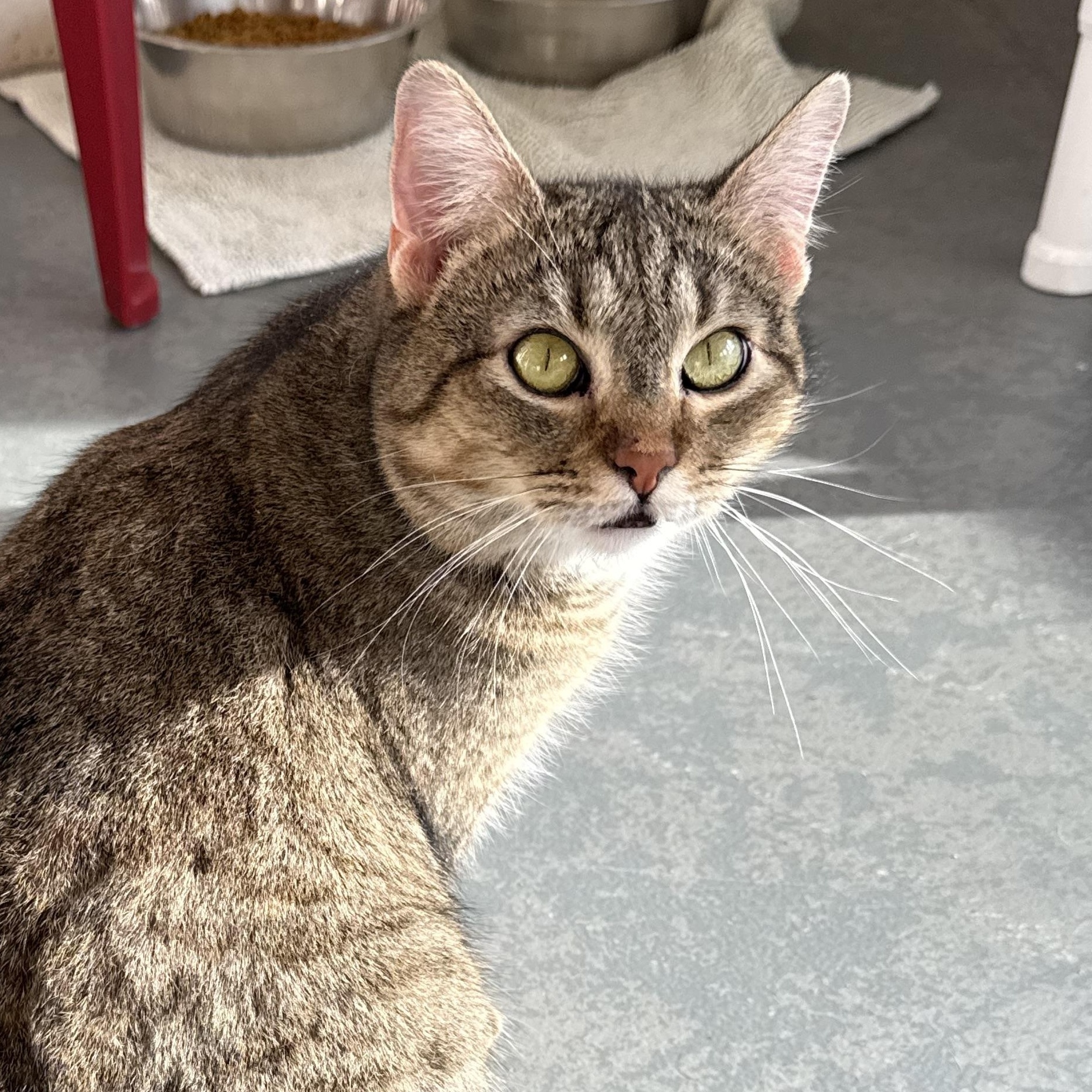 Enlarge Eleanor, a Adoptable mixed breed in Latrobe, PA image 3/6