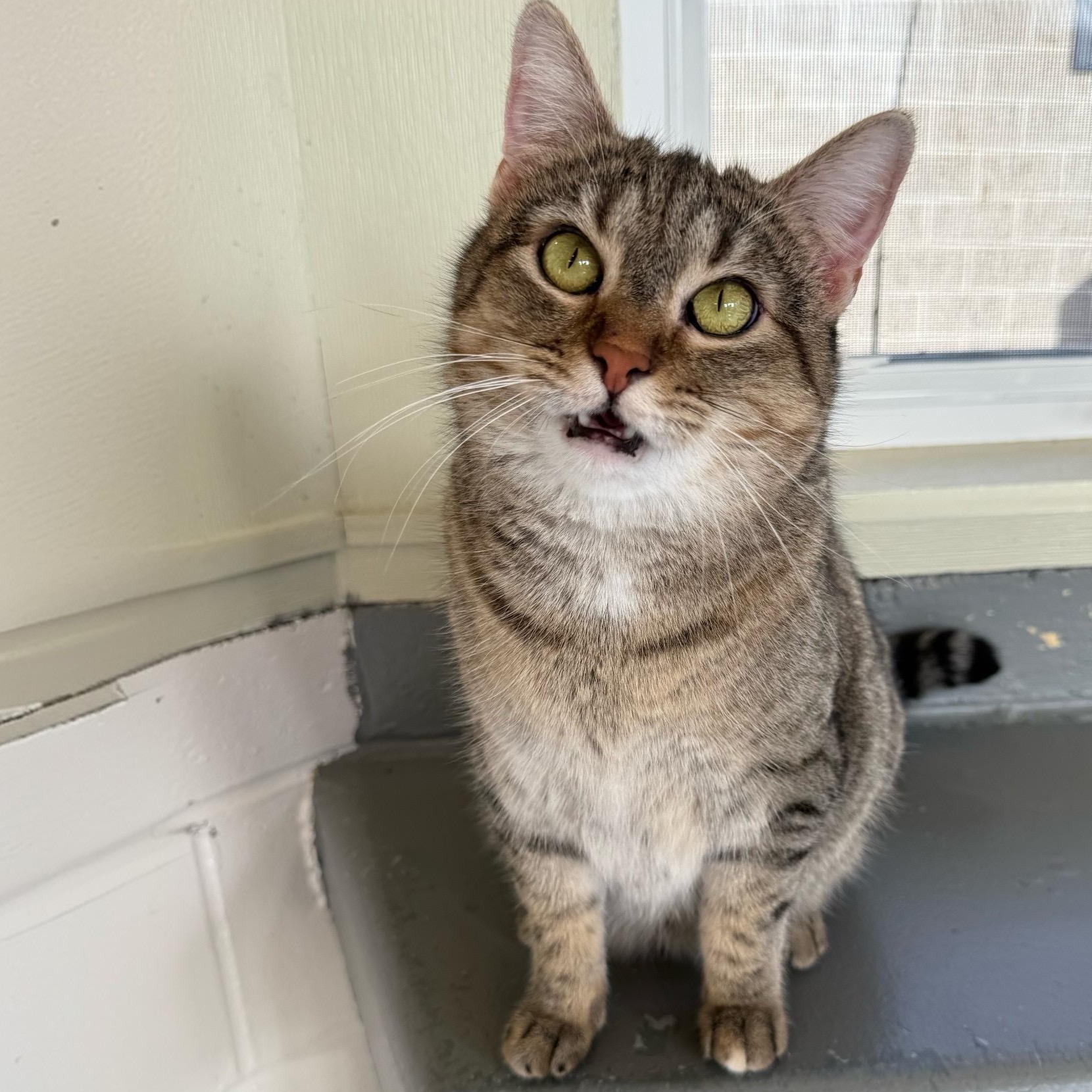 Enlarge Eleanor, a Adoptable mixed breed in Latrobe, PA image 5/6