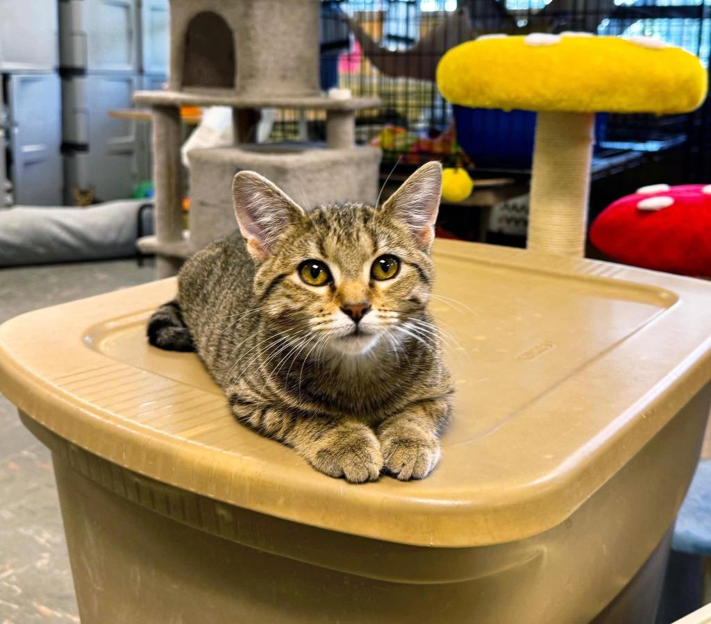 Enlarge Squeaks, a Adoptable mixed breed in Effingham, IL image 1/2