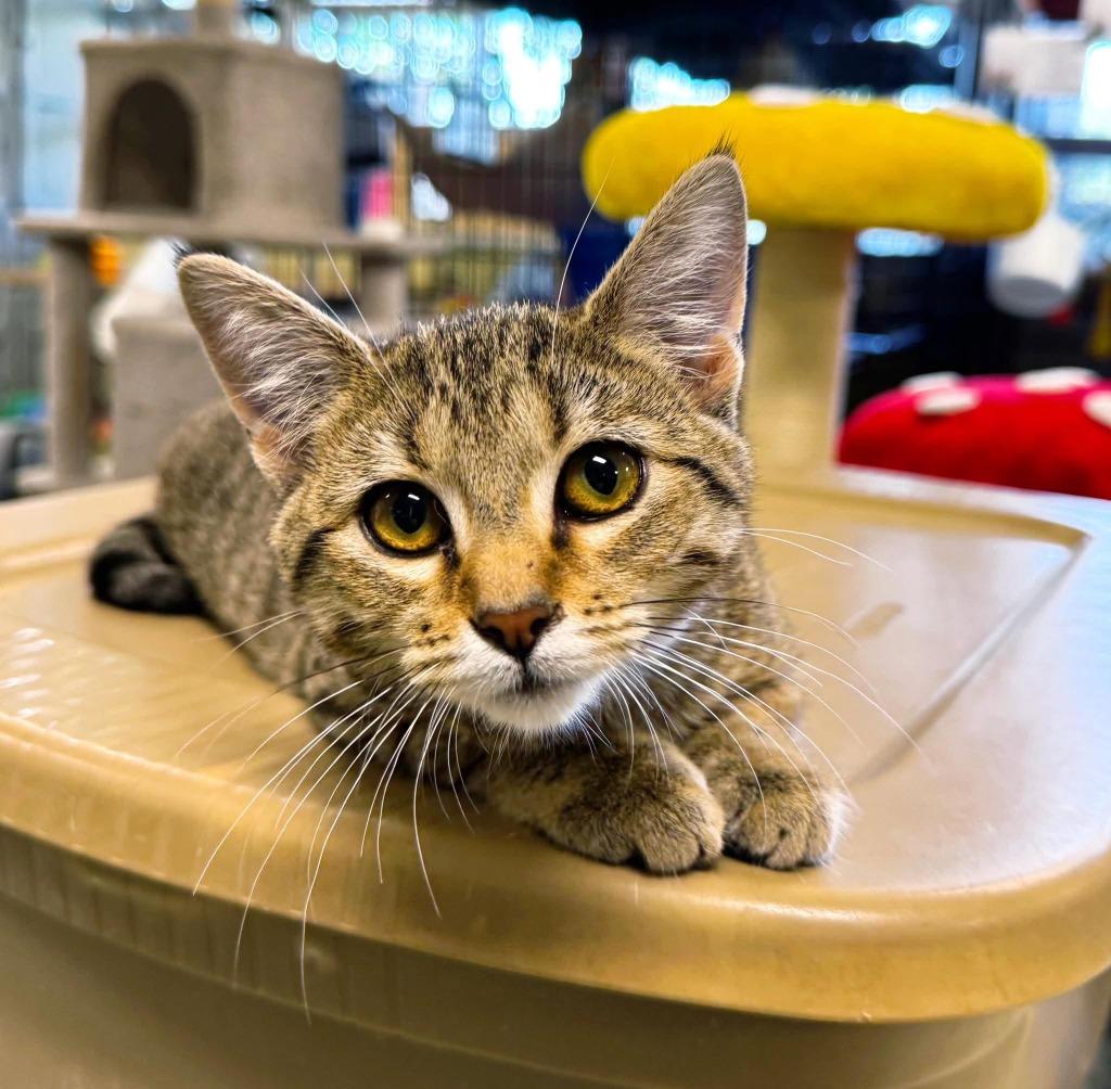 Enlarge Squeaks, a Adoptable mixed breed in Effingham, IL image 2/2