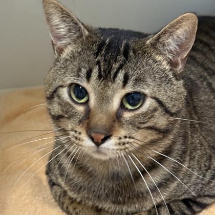 Booger, ADOPTABLE, Adult Male Domestic Short Hair.