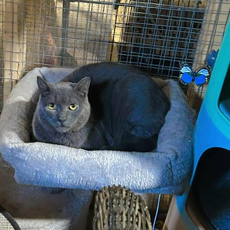 Gary Lou, Adoptable, Adult Male Domestic Short Hair.