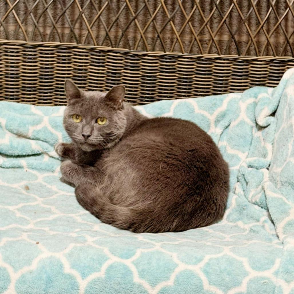 Enlarge Gary Lou, a Adoptable Domestic Short Hair in Pocono Summit, PA image 2/5