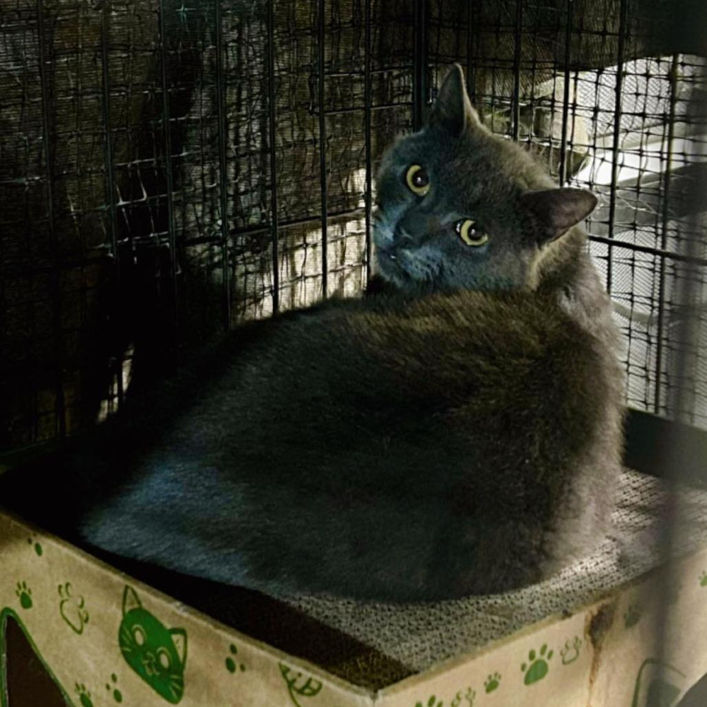 Enlarge Gary Lou, a Adoptable Domestic Short Hair in Pocono Summit, PA image 3/5