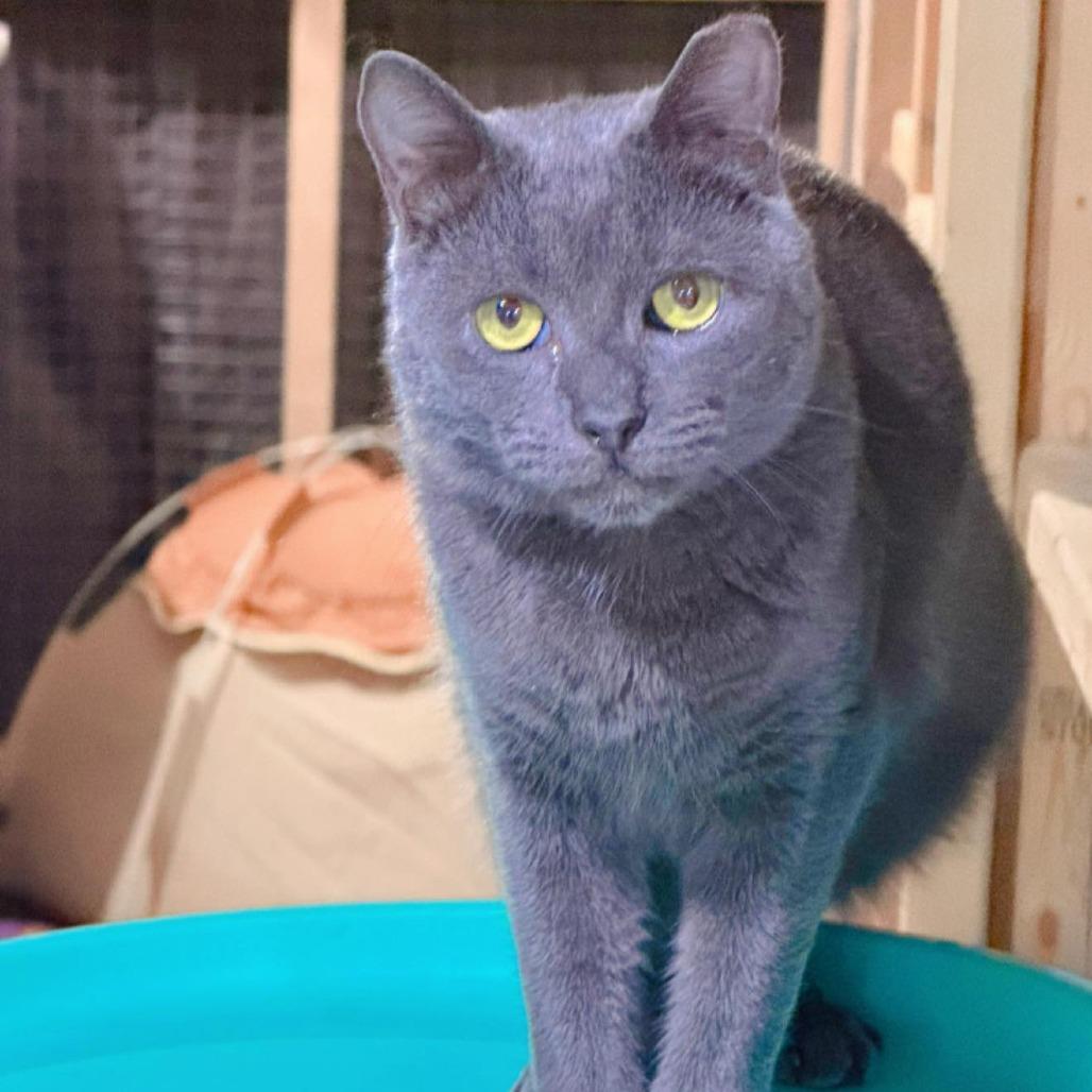 Enlarge Gary Lou, a Adoptable Domestic Short Hair in Pocono Summit, PA image 4/5