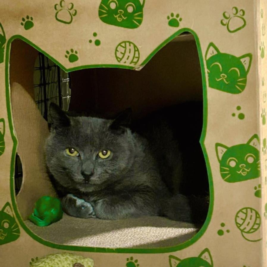 Enlarge Gary Lou, a Adoptable Domestic Short Hair in Pocono Summit, PA image 5/5