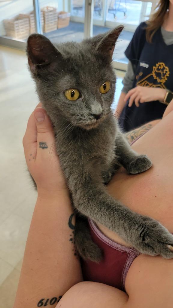 Enlarge Anchovy, a Adoptable mixed breed in Tampa, FL image 1/1