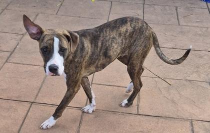 Pixel, Adoptable, Young Female Terrier & Mixed Breed.