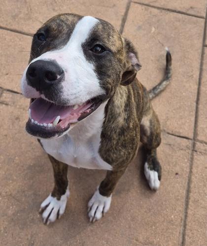 Enlarge Pixel, a Adoptable mixed breed in Shreveport, LA image 2/2