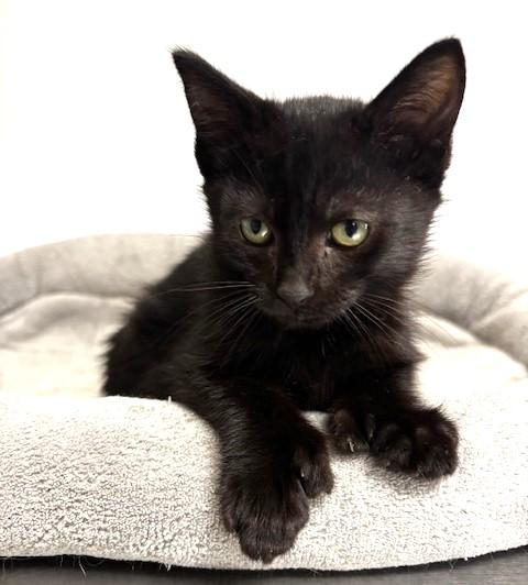 Wonka, Adoptable, Kitten Male Extra-Toes Cat / Hemingway Polydactyl & Domestic Short Hair.
