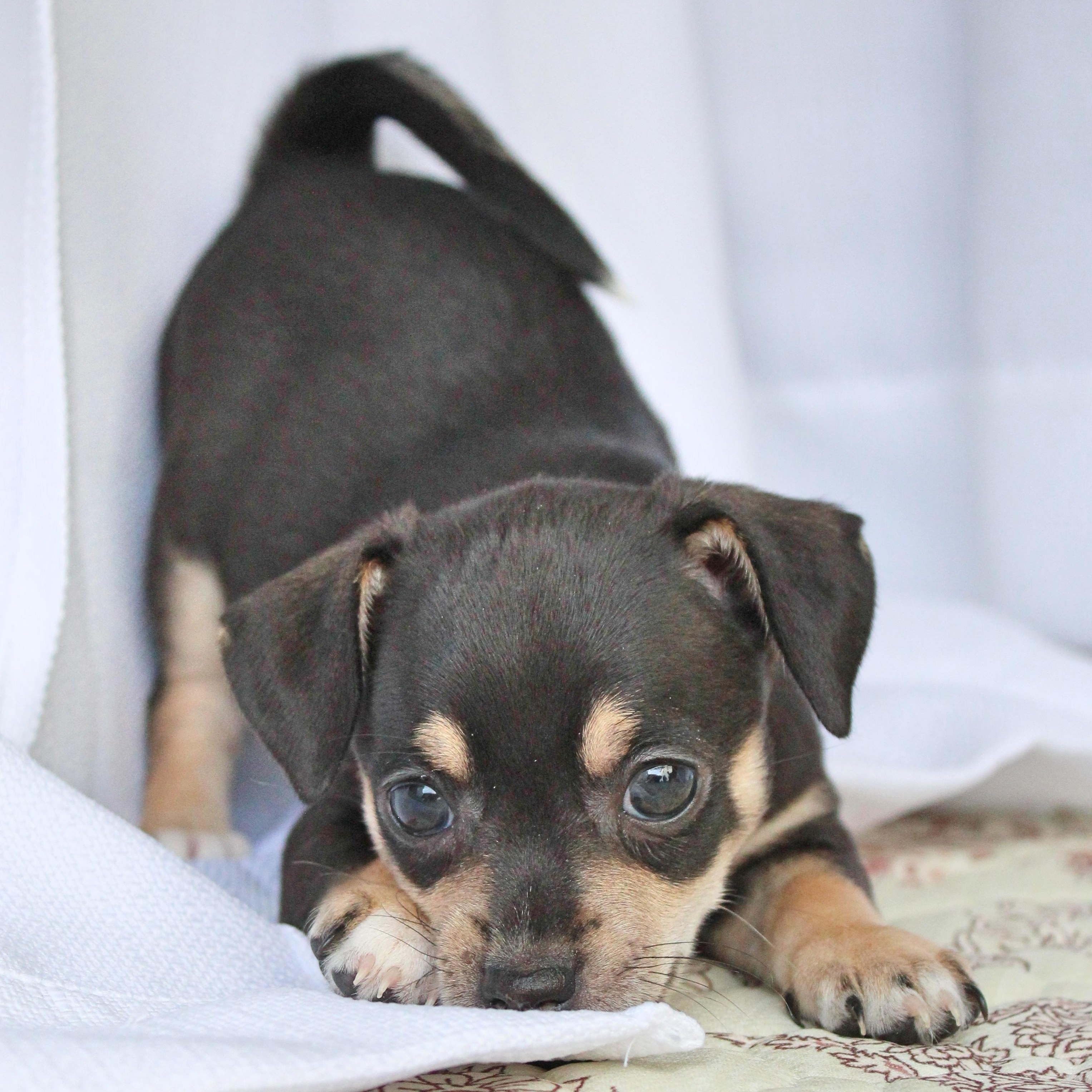 Enlarge Floppsy, a ADOPTABLE mixed breed in Springfield, OH image 2/3