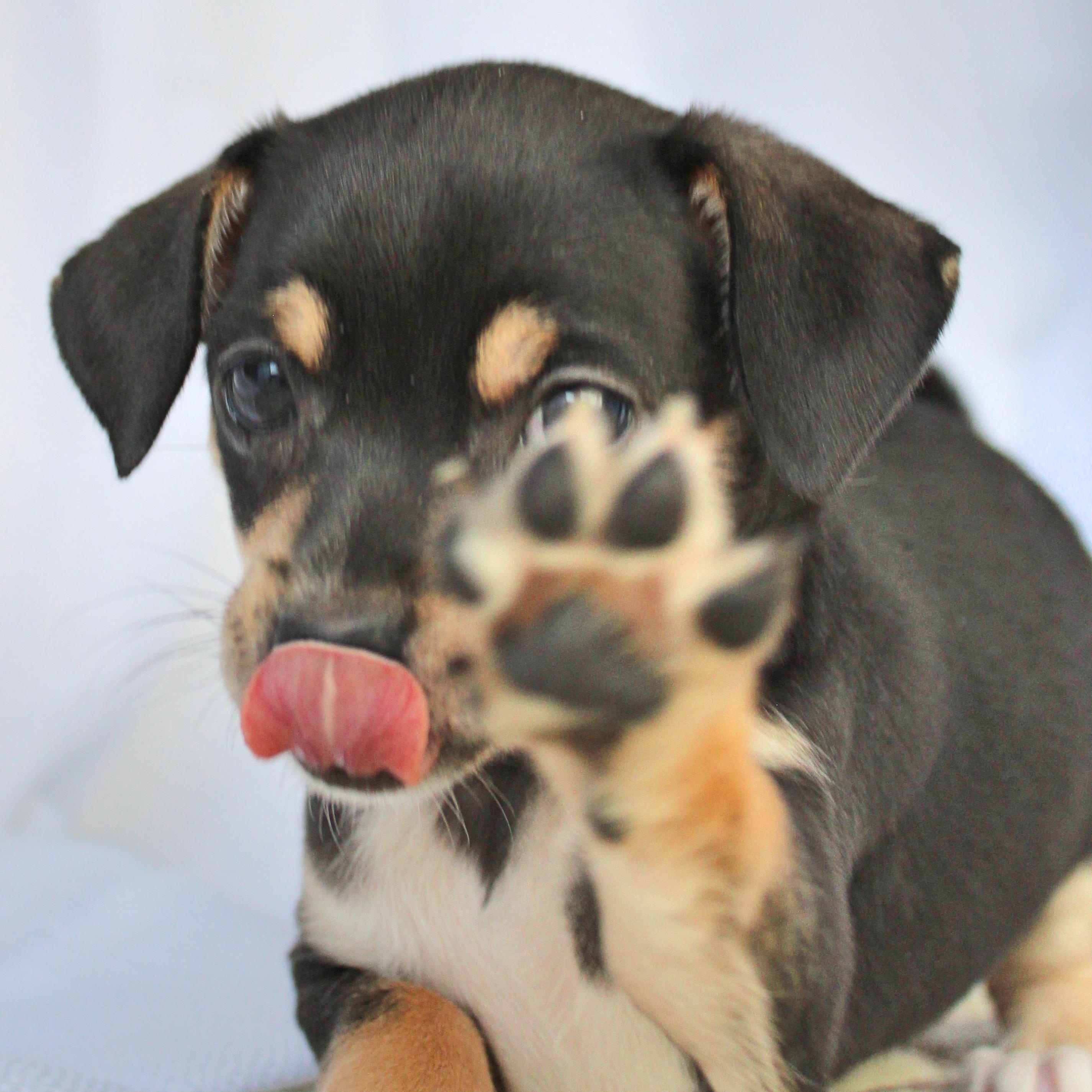 Enlarge Floppsy, a ADOPTABLE mixed breed in Springfield, OH image 3/3
