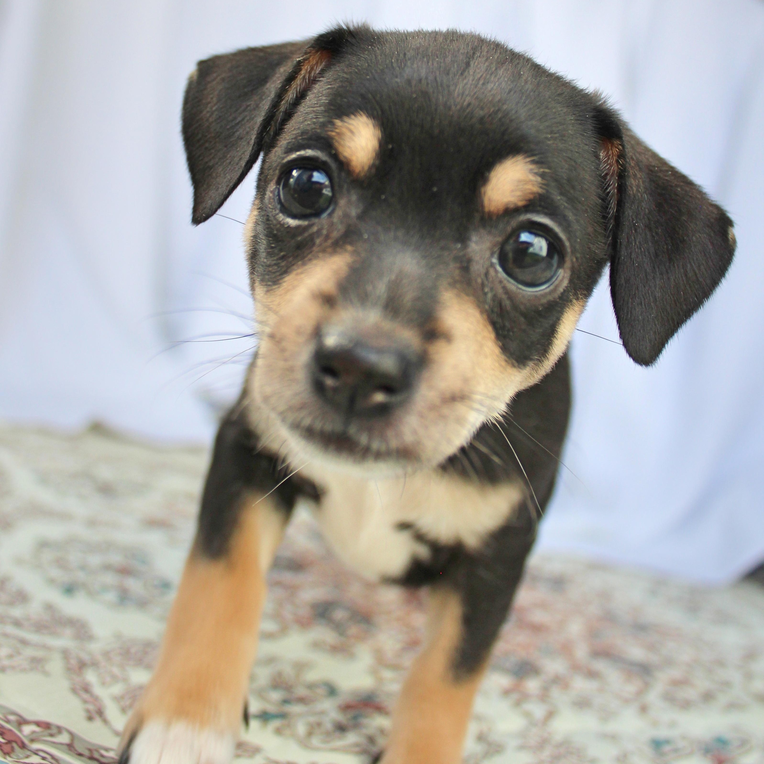 Enlarge Floppsy, a ADOPTABLE mixed breed in Springfield, OH image 1/3