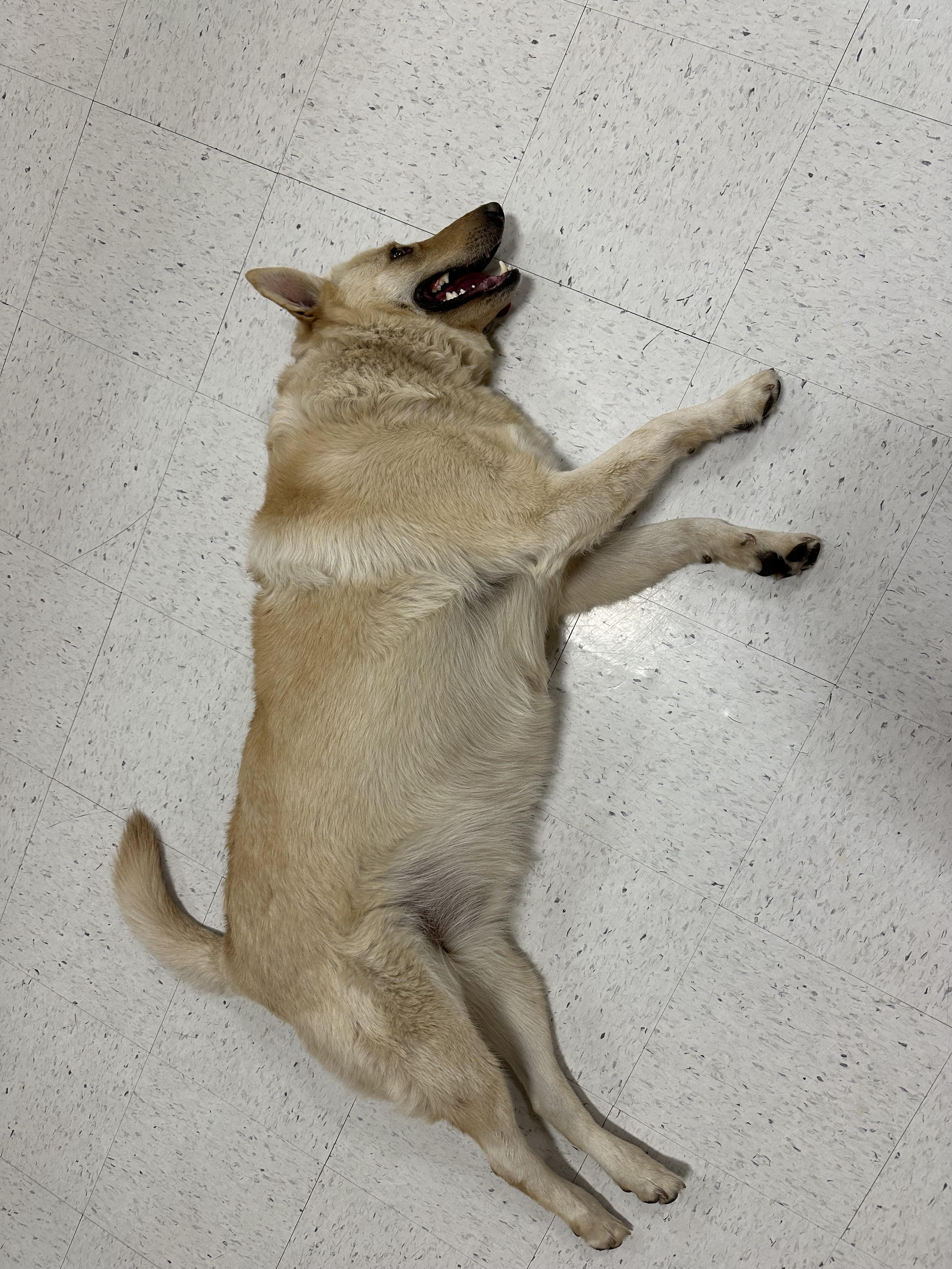 Boy, a Adoptable mixed breed in Hesperia, CA image 2/5