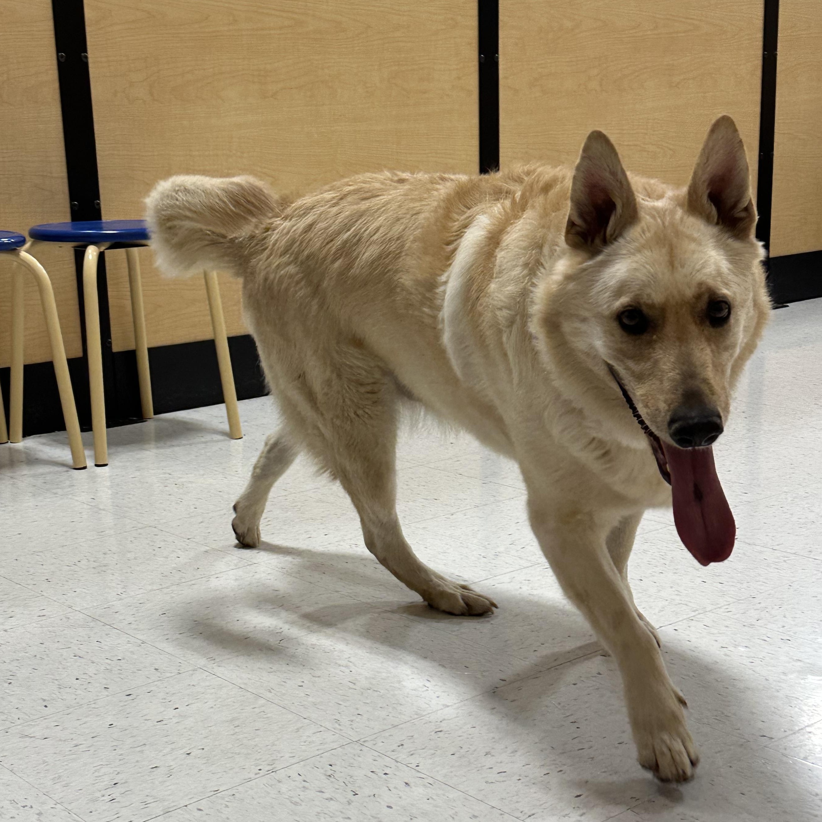 Boy, a Adoptable mixed breed in Hesperia, CA image 1/5