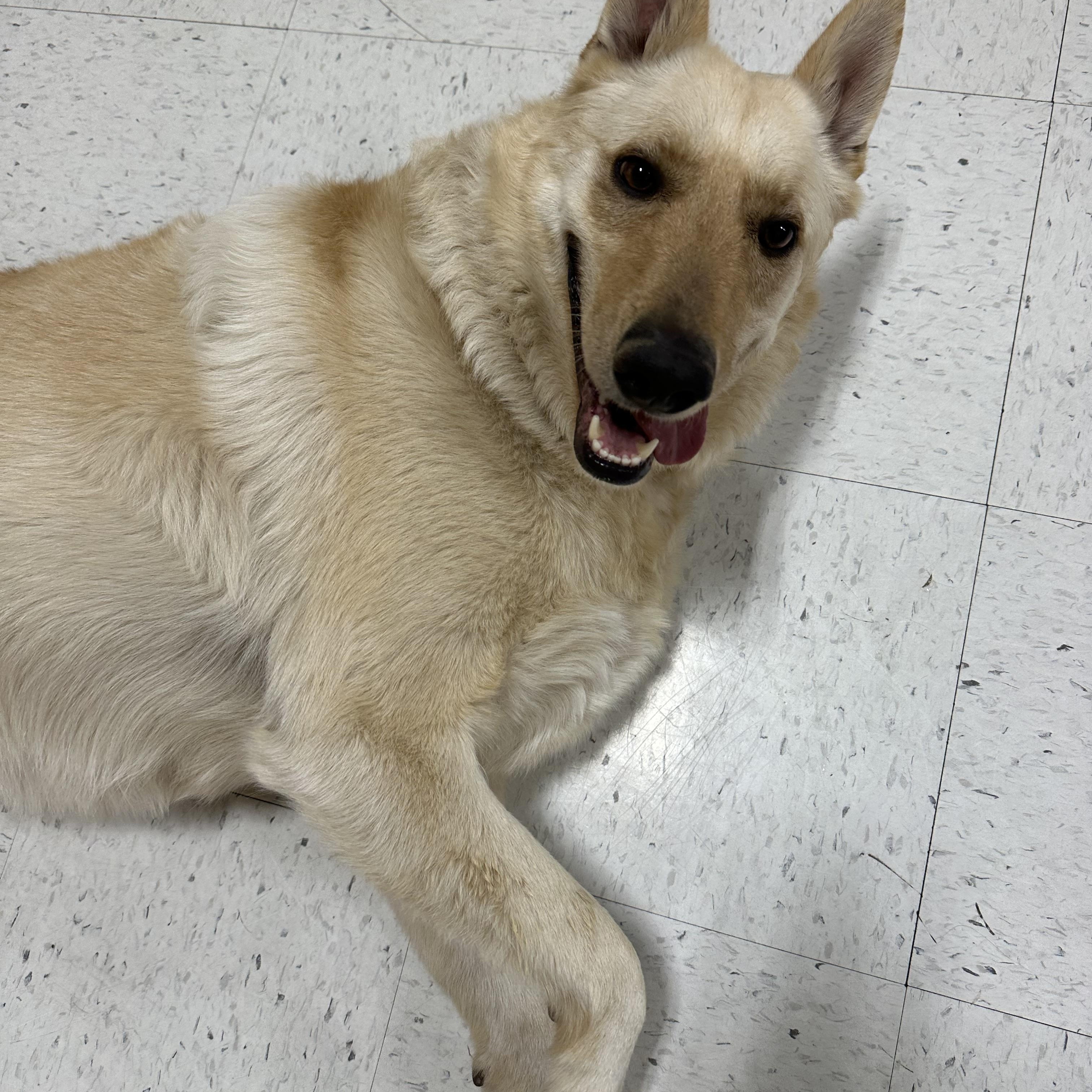 Boy, a Adoptable mixed breed in Hesperia, CA image 4/5