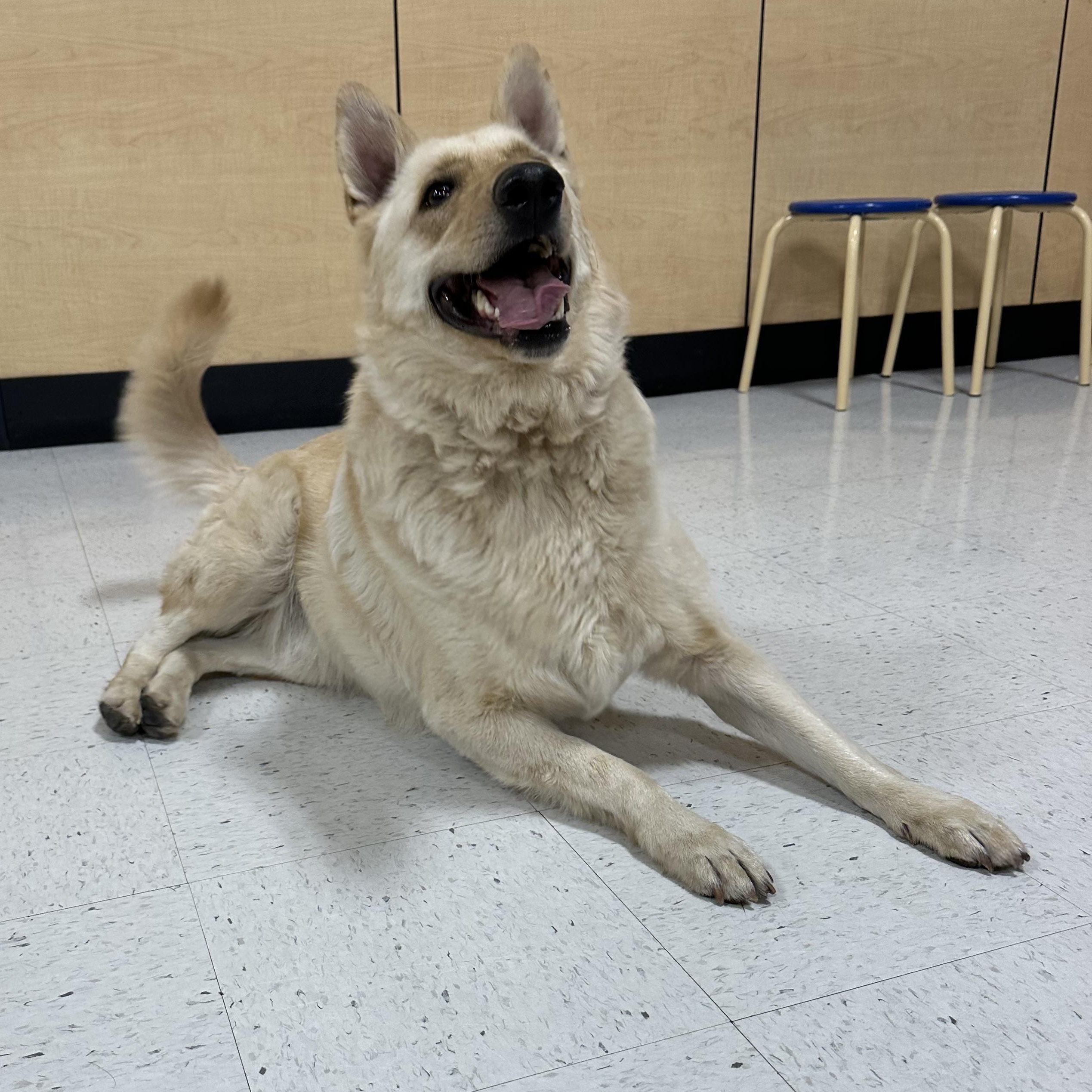 Boy, a Adoptable mixed breed in Hesperia, CA image 5/5